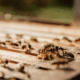 Protect Your Home with Residential Pest Control