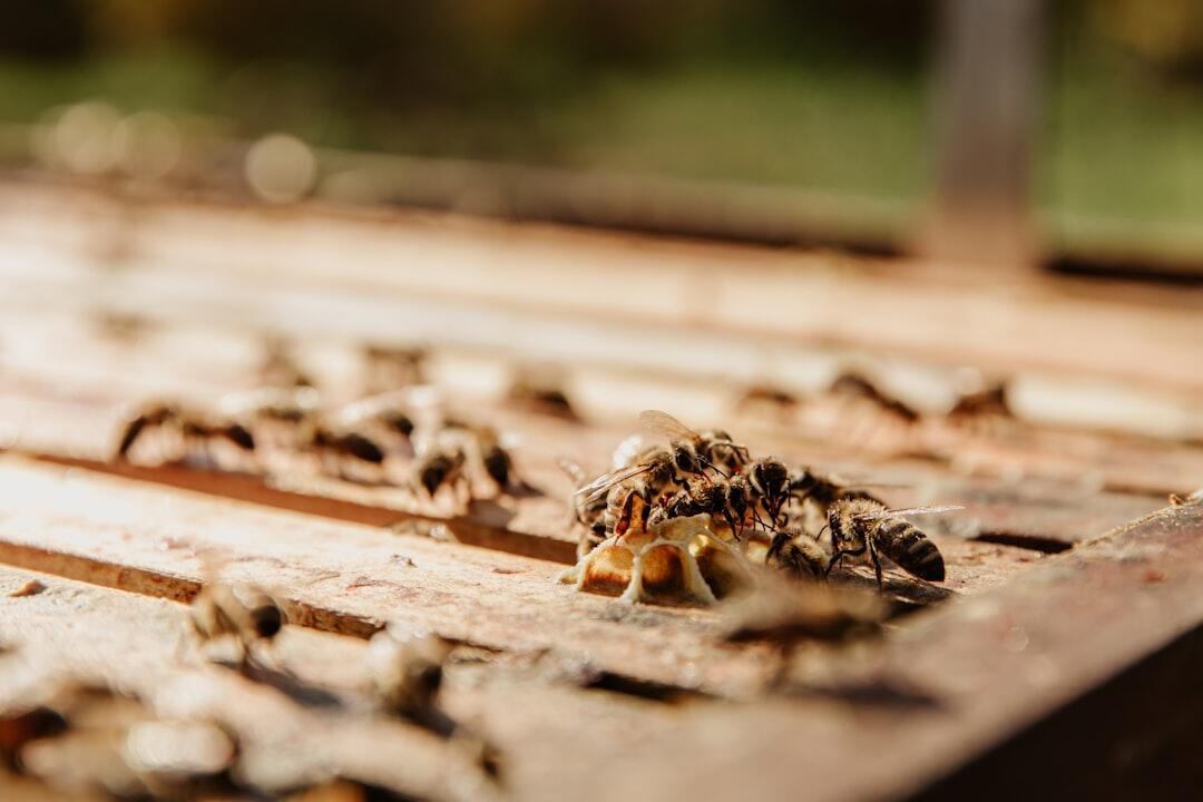 Protect Your Home with Residential Pest Control