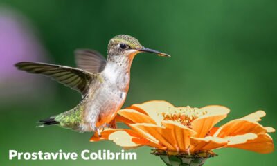 Prostavive Colibrim