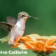 Prostavive Colibrim