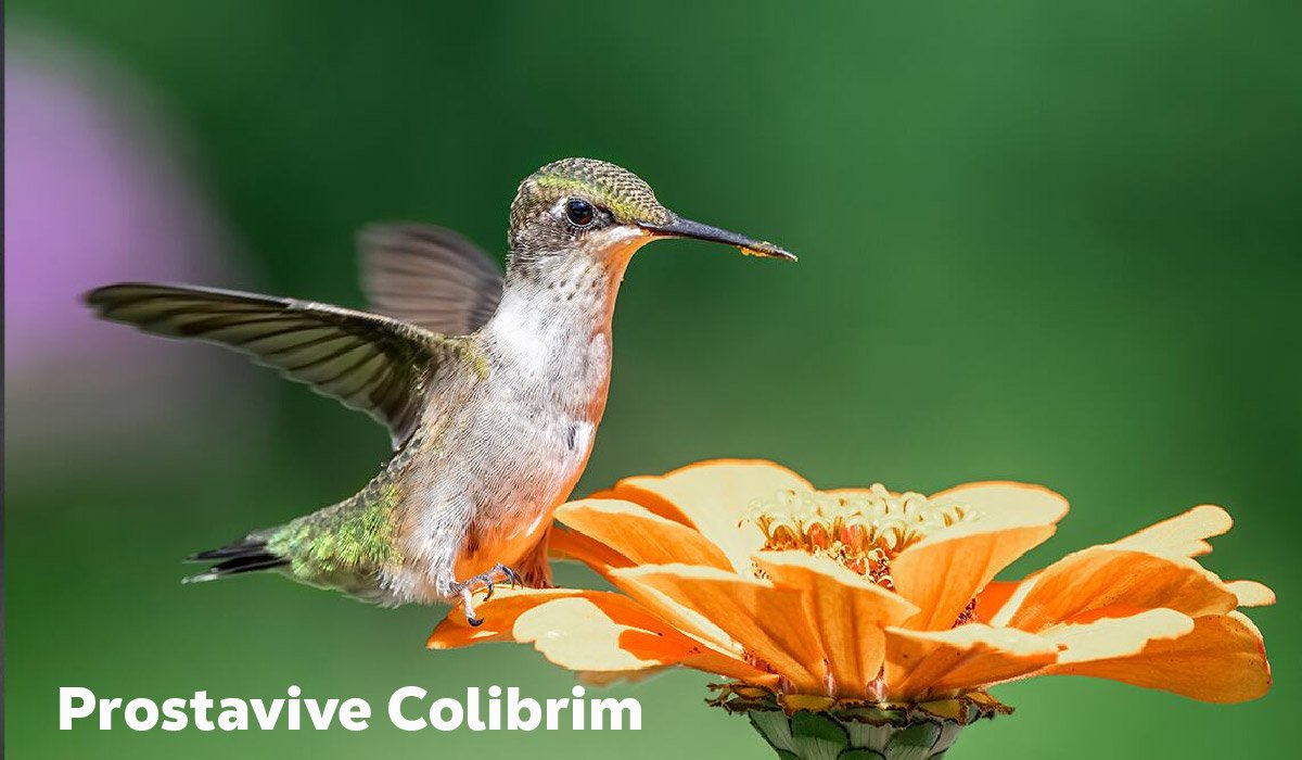 Prostavive Colibrim