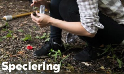 Speciering