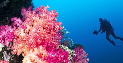 Best Scuba Diving in Fiji