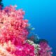 Best Scuba Diving in Fiji