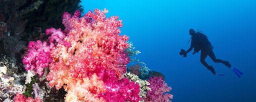 Best Scuba Diving in Fiji