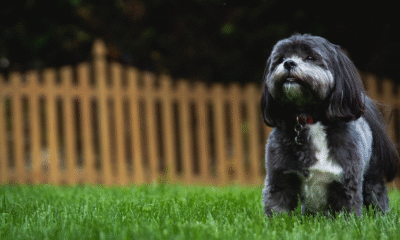 Creating Pet-Friendly Spaces for Senior Living