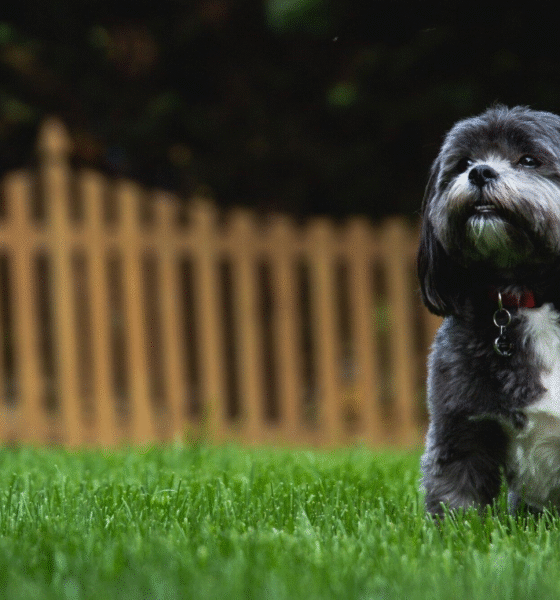 Creating Pet-Friendly Spaces for Senior Living