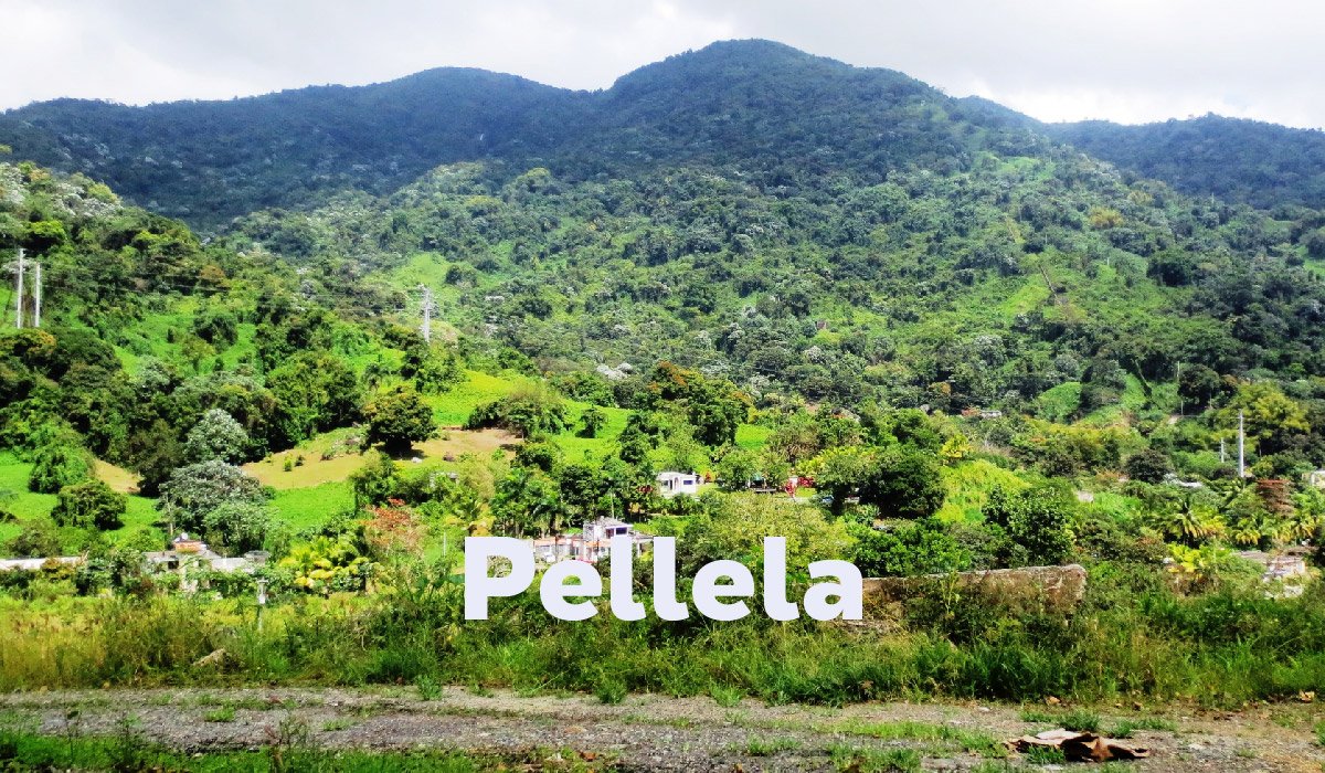 Pellela